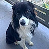 dog, black_and_white, border_collie, pet, animal, outdoor, porch, curious, sitting, fluffy, canine, fur, brown_eyes, looking_up, quiet, companion, domestic, friendly, guardrail, tile_floor