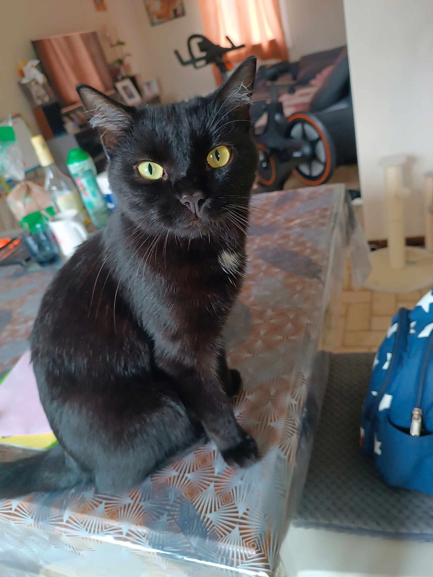Blacky participe au concours pour gagner de l'argent avec cette photo : black_cat, cat, yellow_eyes, table, tablecloth, indoor, household_items, stationary_bike, window, curtains, backpack, floor, chair, cat_sitting, pet, furniture, domestic_animal, whiskers, fur, close_up