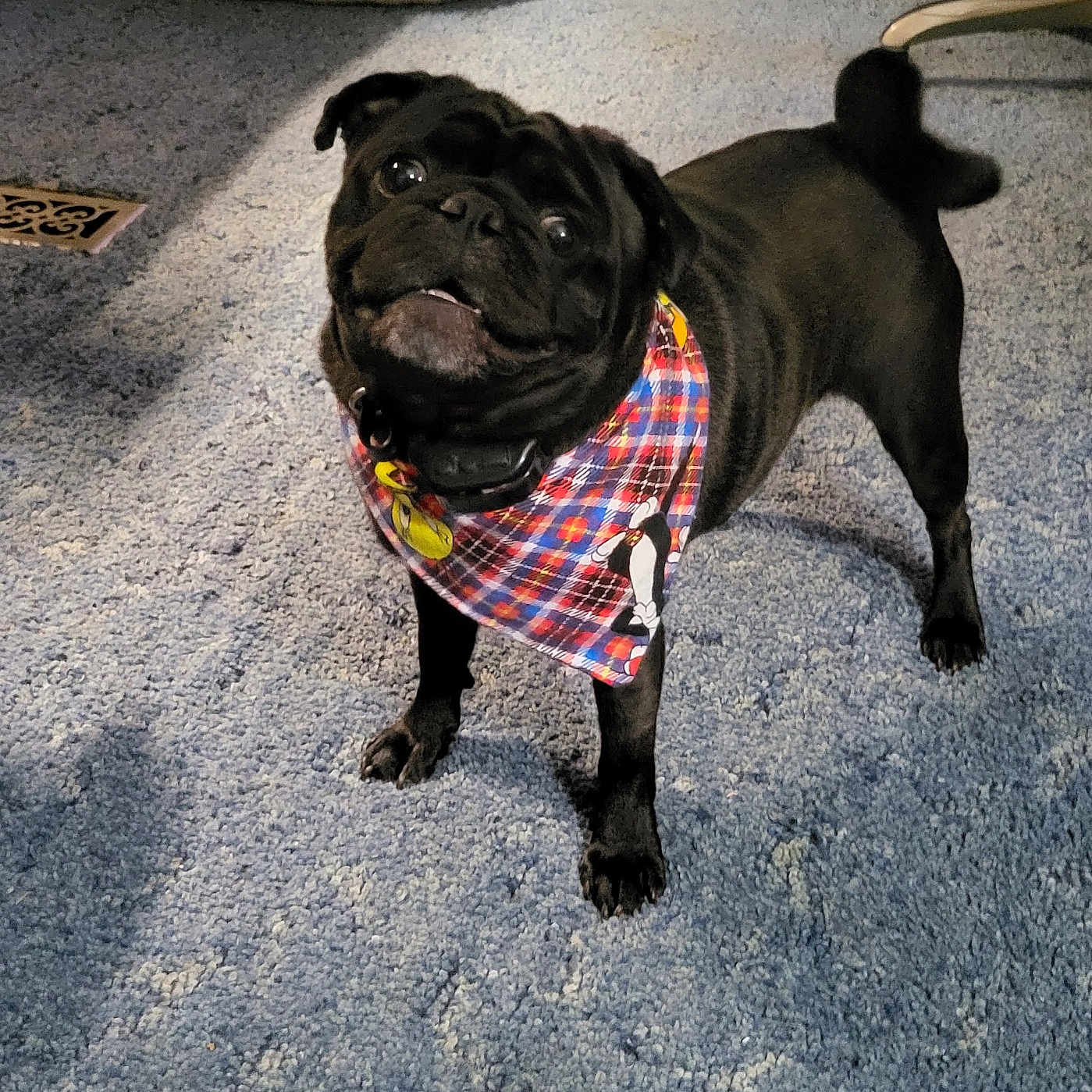 Max is registered to the contest to win money with this photo: adorable, animal, bandana, black_dog, carpet, collar, companion, cute, dog, domestic_animal, floor, friendly, home, indoor, looking_up, pet, plaid, pug, small_dog, standing