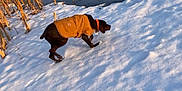 Cricket joined the competition — help win amazing prizes! canidae, carnivore, dog, dog_breed, electric_blue, freezing, grass, ice_cap, landscape, people_in_nature, playing_in_the_snow, recreation, shadow, slope, snow, sporting_group, tail, wildlife, winter, wood