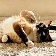 Mochi is registered to the contest to win money with this photo: cat, siamese_cat, fur, whiskers, paws, carpet, indoor, sunlight, relaxed, curious, pet, animal, laying_down, closeup, feline, home, cozy, soft, cute, resting