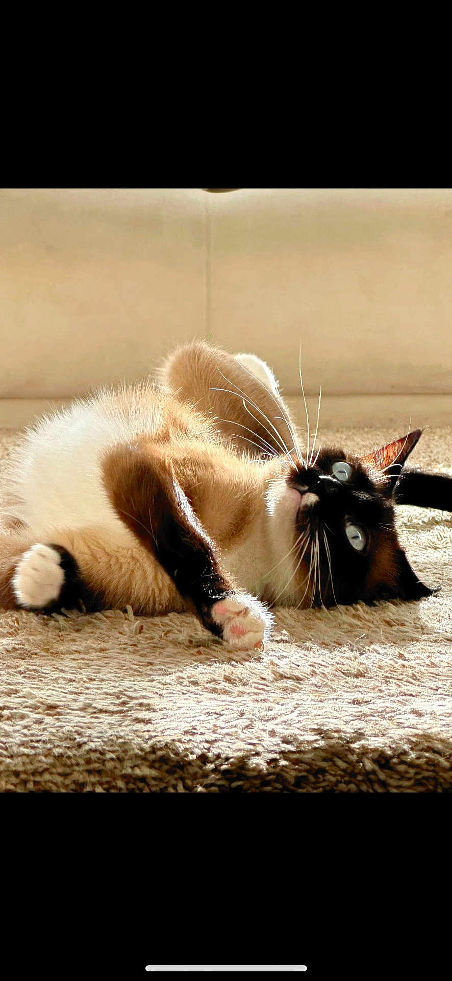 Mochi is registered to the contest to win money with this photo: cat, siamese_cat, fur, whiskers, paws, carpet, indoor, sunlight, relaxed, curious, pet, animal, laying_down, closeup, feline, home, cozy, soft, cute, resting