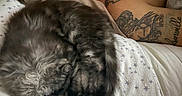 Princess joined the competition — help win amazing prizes! cat, person, tattoo, sleeping, bed, blanket, fur, curled_up, resting, cozy, indoor, comfort, animal, human, closeup, relaxation, pillow, skin, pattern, star