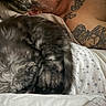 animal, bed, blanket, cat, closeup, comfort, cozy, curled_up, fur, human, indoor, pattern, person, pillow, relaxation, resting, skin, sleeping, star, tattoo