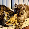Princess is registered to the contest to win money with this photo: cat, feline, pets, animal, fur, cozy, blanket, indoor, relaxing, snuggling, cute, ears, whiskers, tabby, long_hair, sleepy, resting, companion, soft, domestic