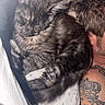 Princess joined the competition — help win amazing prizes! cat, sleeping, tabby, fur, person, tattoo, arm, pillow, star_pattern, bed, resting, cozy, indoor, closeup, animal, pet, feline, relaxing, human, sleep