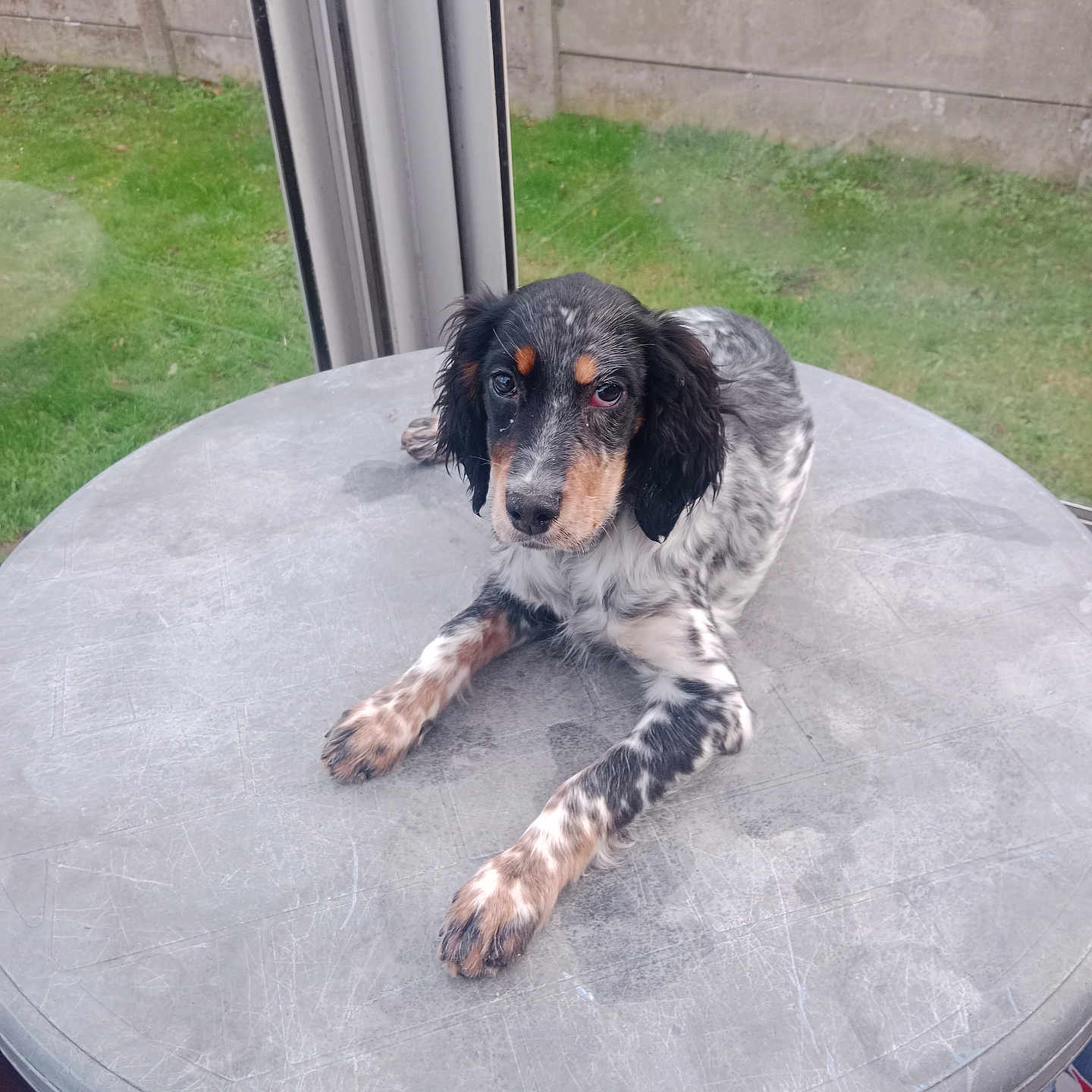 Ava participe au concours pour gagner de l'argent avec cette photo : dog, puppy, table, window, grass, indoor, fence, black, white, brown, spotted, ears, face, looking_up, resting, floor, glass, daylight, pet, animal
