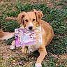 Bailey participe au concours pour gagner de l'argent avec cette photo : dog, magazine, grass, outdoor, flower, leaf, animal, pet, brown_dog, canine, nature, relaxed, lying_down, earth, greenery, purple_flower, playful, summer, sunlight, muzzle