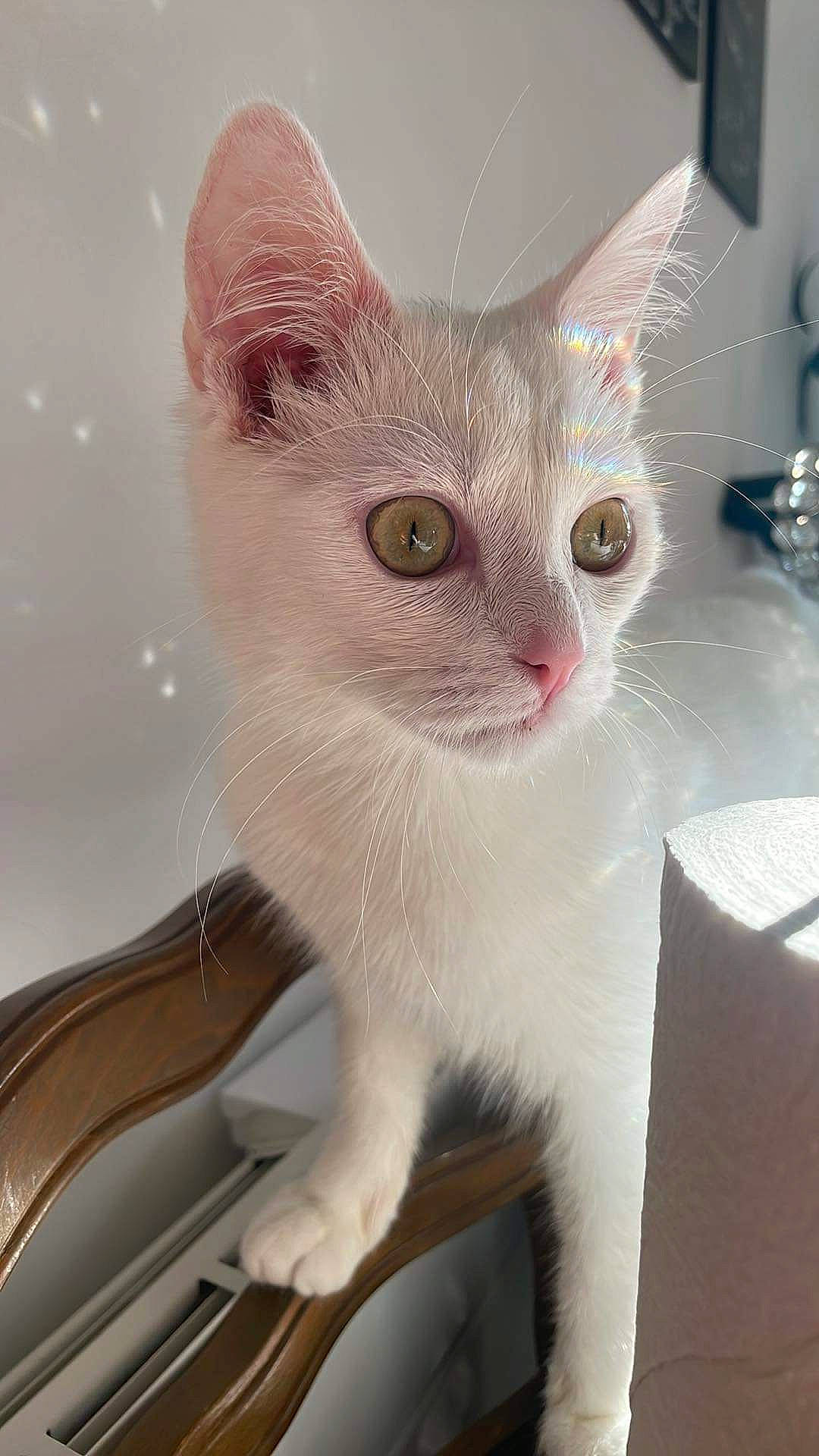 Thao participe au concours pour gagner de l'argent avec cette photo : carnivore, cat, domestic_short_haired_cat, fawn, felidae, fur, paw, small_to_medium_sized_cats, tail, whiskers, window