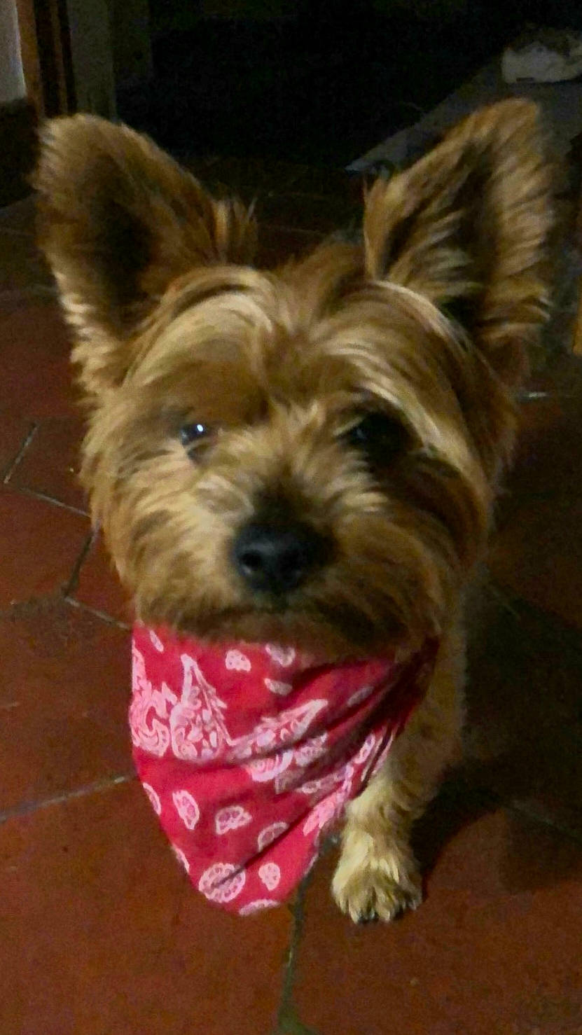 Izzi a rejoint le concours — aidez-le/la à gagner de superbes lots ! australian_silky_terrier, australian_terrier, biewer_terrier, cairn_terrier, canidae, carnivore, companion_dog, dog, dog_breed, mammal, morkie, norwich_terrier, rare_breed_dog, small_terrier, snout, terrier, toy_dog, vertebrate, yorkipoo, yorkshire_terrier