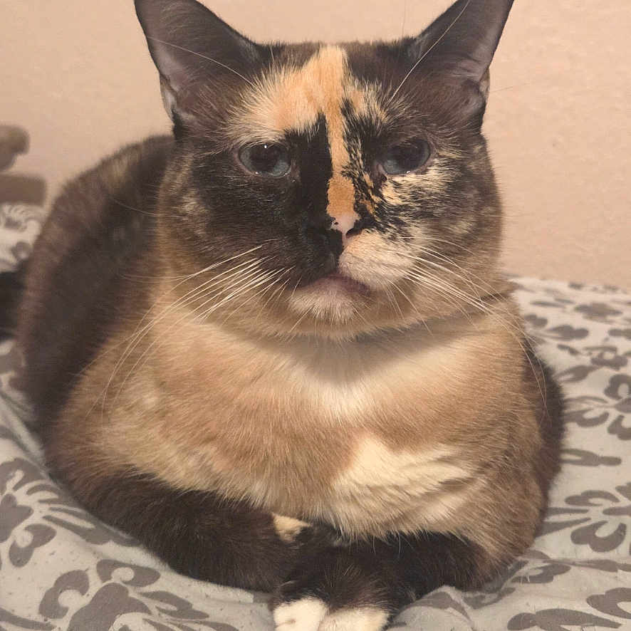 Dixy is registered to the contest to win money with this photo: animal, bed, blanket, calm, cat, closeup, cute, domestic, ears, feline, fur, indoor, muzzle, paws, pet, portrait, resting, sleepy, tortoiseshell, whiskers