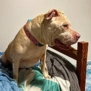 Stella is registered to the contest to win money with this photo: dog, canine, pitbull, bed, blanket, comforter, collar, paw, snout, ear, tongue, wall, wooden_bed_frame, chewed_wood, bedding, fur, pet, indoor, animal, resting