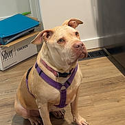 Stella joined the competition — help win amazing prizes! attentive, blue_folder, brown_coat, cardboard_box, collar, dog, ears, floor, hardwood_floor, indoor, kitchen, looking_up, paws, pet, pitbull, purple_harness, refrigerator, shadow, sitting, vent