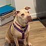 dog, pitbull, sitting, purple_harness, collar, paws, ears, attentive, brown_coat, indoor, hardwood_floor, kitchen, cardboard_box, blue_folder, vent, refrigerator, shadow, pet, looking_up, floor