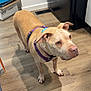 dog, pitbull, pet, indoor, wooden_floor, kitchen, purple_harness, leash, tan_coat, muzzle, ears, shadow, refrigerator, cardboard_box, floor_vent, standing, paws, curious_expression, collar, closeup