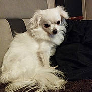 Houpy a rejoint le concours — aidez-le/la à gagner de superbes lots ! animal, companion_animal, couch, cozy, cute, dog, domestic_animal, fluffy, fur, furniture, home, indoor, long_hair, looking, pet, relaxing, small_dog, sofa, tail, white_dog