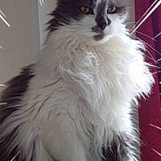 Fripouille participe au concours pour gagner de l'argent avec cette photo : cat, fluffy, long_hair, white, gray, pet, animal, indoor, curtain, bed, feline, portrait, dramatic_effect, speed_lines, close_up, sitting, cute, whiskers, ears, eyes