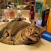 Maxx joined the competition — help win amazing prizes! cat, tabby, animal, pet, feline, face, eyes, whiskers, striped_fur, brown, sitting, lying_down, bathroom, sink, faucet, mirror, soap, toothpaste, toiletries, indoors
