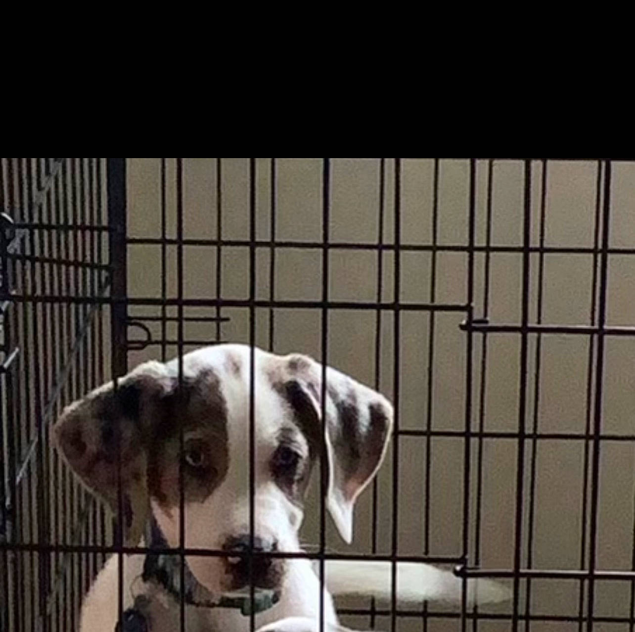 Tank joined the competition — help win amazing prizes! animal_shelter, cage, canidae, carnivore, companion_dog, dog, dog_breed, dog_crate, dog_supply, fawn, mesh, metal, pet_supply, service, sporting_group, terrestrial_animal, toy, whiskers, window, working_animal