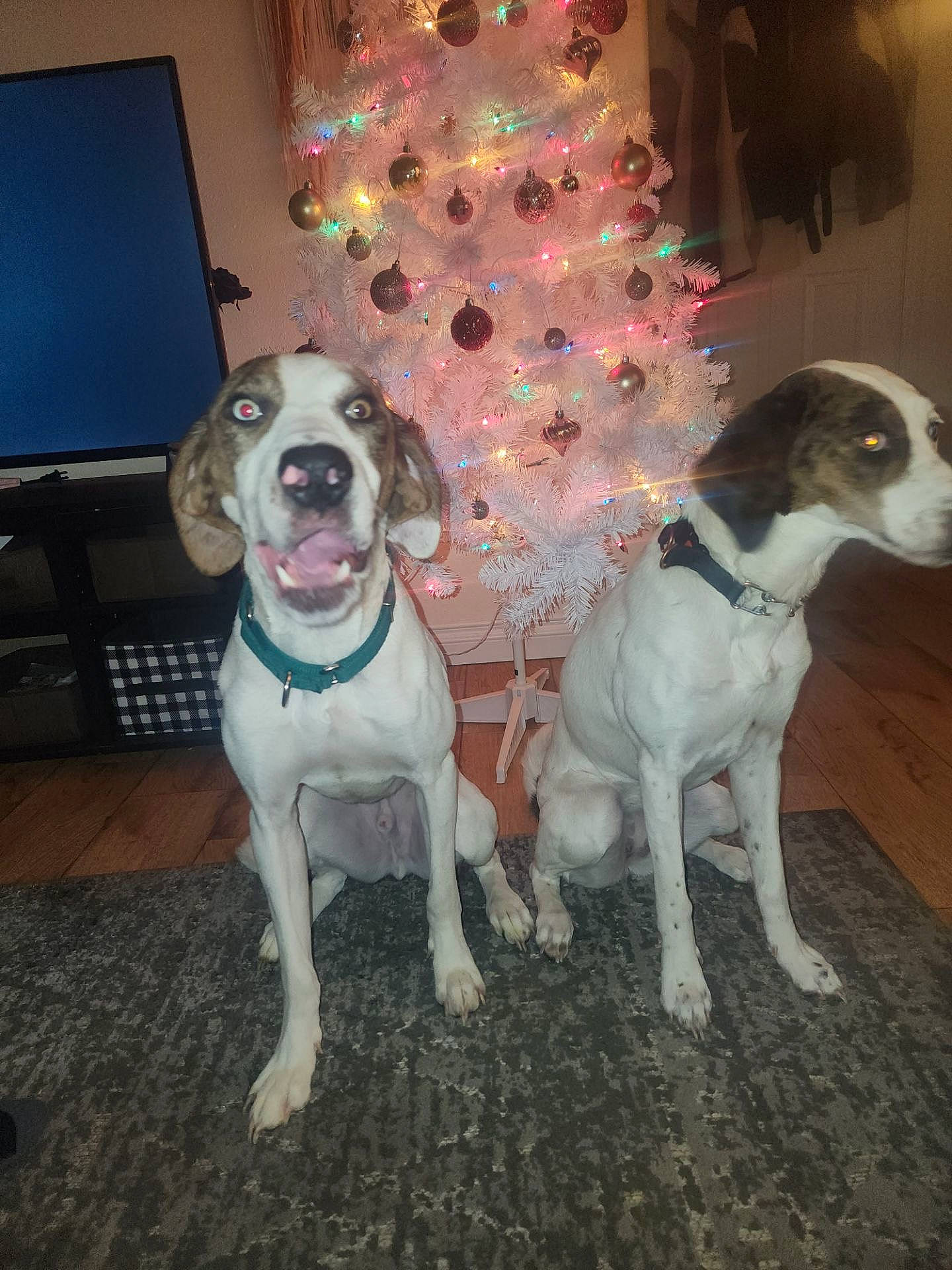 Tank joined the competition — help win amazing prizes! canidae, carnivore, christmas_tree, collar, companion_dog, dog, dog_breed, dog_collar, dog_supply, event, fawn, flooring, fur, mammal, pattern, pet_supply, snout, sporting_group, tail, working_animal