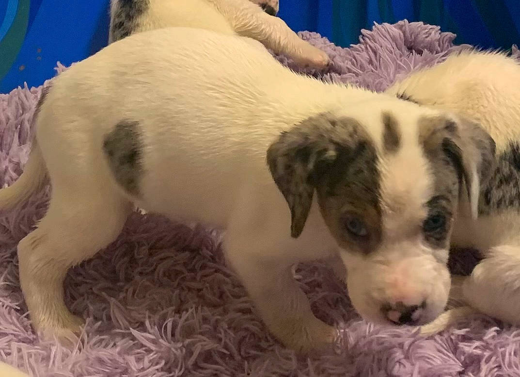 Tank joined the competition — help win amazing prizes! bored, canidae, carnivore, companion_dog, dog, dog_breed, fawn, fur, non_sporting_group, paw, puppy, puppy_love, snout, sporting_group, street_dog, terrestrial_animal, whiskers, working_animal