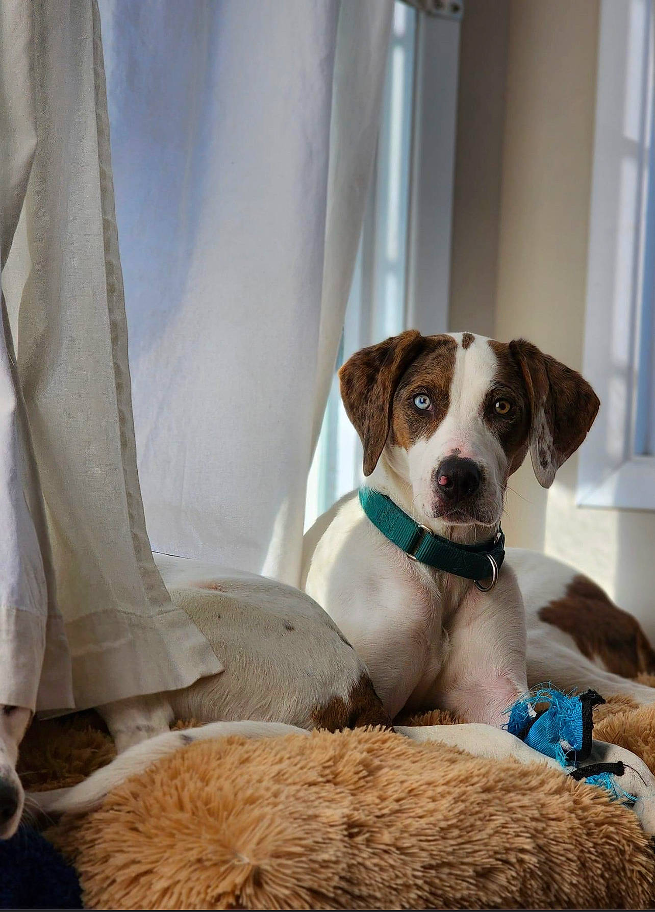 Tank is registered to the contest to win money with this photo: canidae, carnivore, collar, comfort, companion_dog, curtain, dog, dog_breed, dog_collar, dog_supply, fawn, fur, non_sporting_group, pet_supply, snout, sporting_group, whiskers, window, working_animal