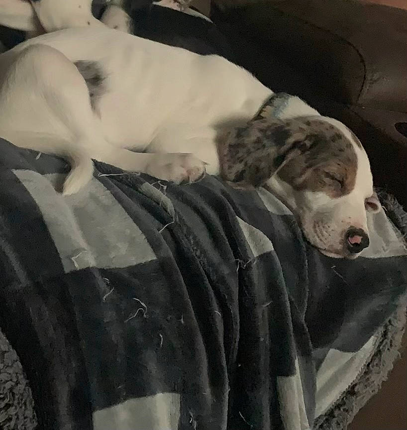 Tank is registered to the contest to win money with this photo: bedding, blanket, canidae, carnivore, comfort, companion_dog, couch, dog, dog_breed, dog_supply, fur, great_dane, grey, linens, monochrome_photography, nap, pattern, sleeve, sporting_group, working_animal