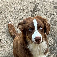 Milo participe au concours pour gagner de l'argent avec cette photo : dog, puppy, brown_fur, white_fur, blue_eyes, outdoor, concrete, pet, canine, cute, fluffy, tail, ears, looking_up, animal, young_dog, mammal, alert, fur, portrait