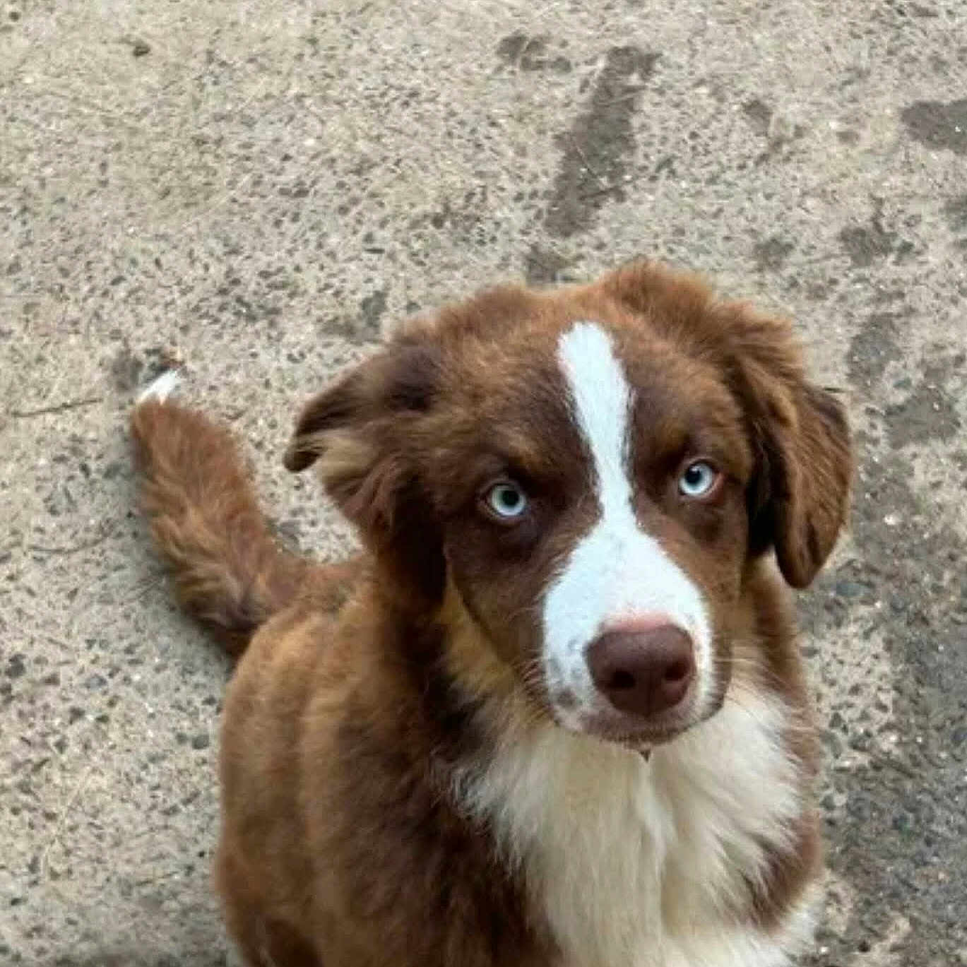 Milo participe au concours pour gagner de l'argent avec cette photo : alert, animal, blue_eyes, brown_fur, canine, concrete, cute, dog, ears, fluffy, fur, looking_up, mammal, outdoor, pet, portrait, puppy, tail, white_fur, young_dog