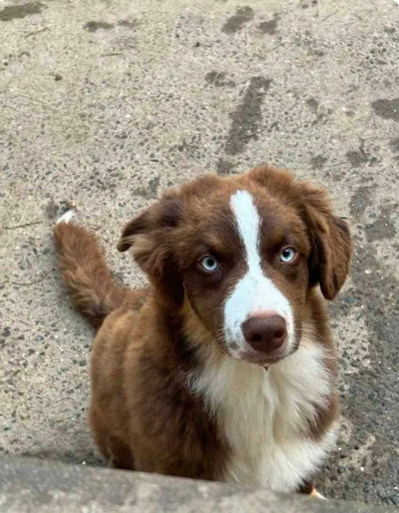 Milo participe au concours pour gagner de l'argent avec cette photo : dog, puppy, brown_fur, white_fur, blue_eyes, outdoor, concrete, pet, canine, cute, fluffy, tail, ears, looking_up, animal, young_dog, mammal, alert, fur, portrait