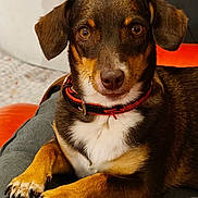 Chipie a rejoint le concours — aidez-le/la à gagner de superbes lots ! dog, pet, collar, brown_fur, tan_fur, paws, nails, cushion, indoor, portrait, animal, canine, looking_at_camera, resting, cute, ears, whiskers, snout, fur_texture, relaxed