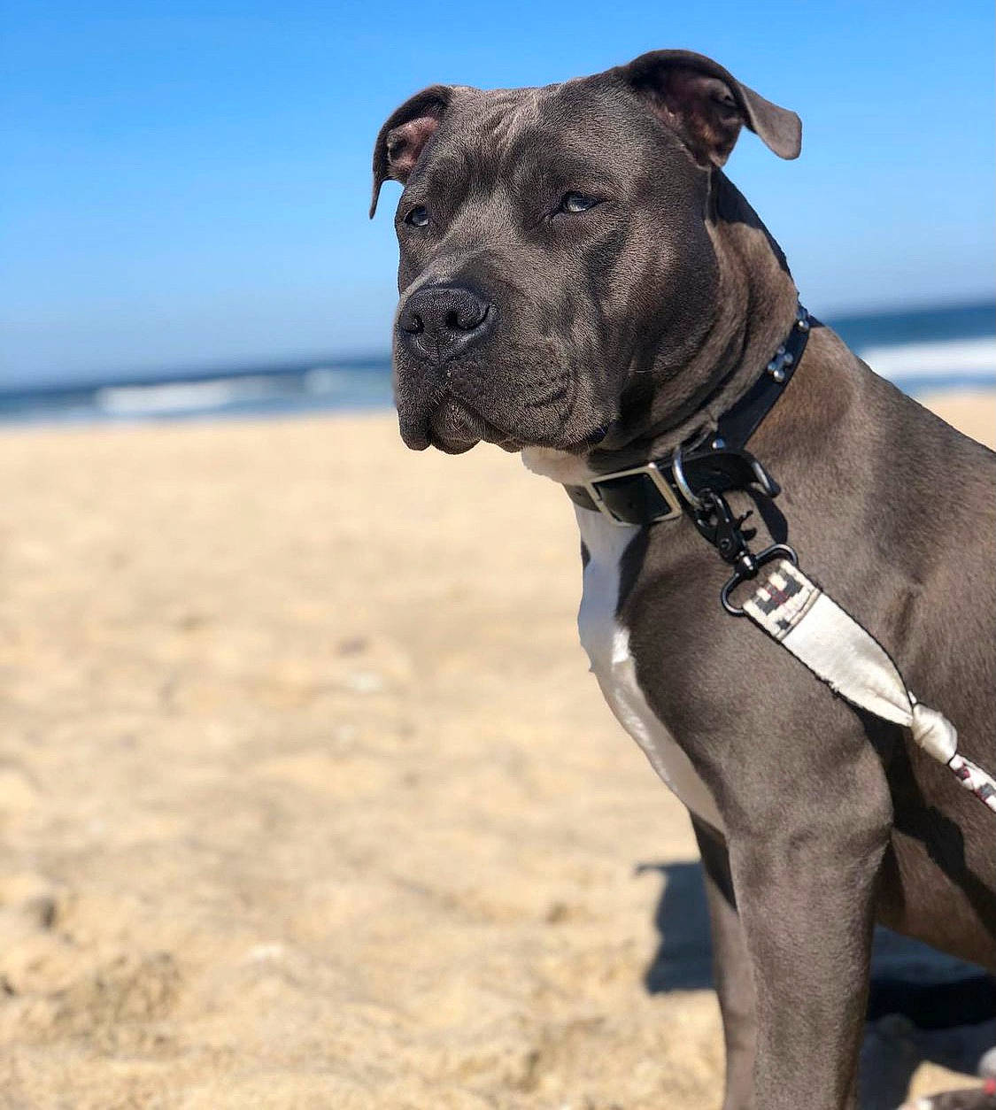 Bronx is registered to the contest to win money with this photo: beach, canidae, carnivore, collar, companion_dog, dog, dog_breed, dog_collar, fawn, landscape, liver, non_sporting_group, pet_supply, sky, snout, sporting_group, water, whiskers, working_animal, working_dog