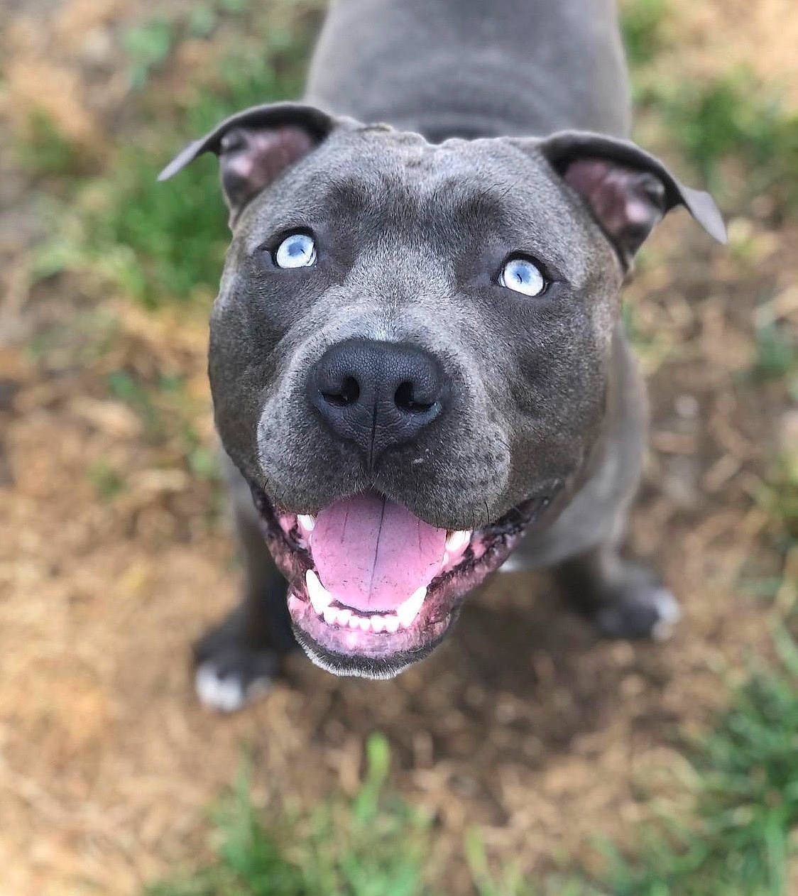 Bronx joined the competition — help win amazing prizes! ancient_dog_breeds, annual_plant, canidae, carnivore, collar, companion_dog, dog, dog_breed, electric_blue, fawn, grass, non_sporting_group, plant, snout, sporting_group, tail, whiskers, working_animal, working_dog