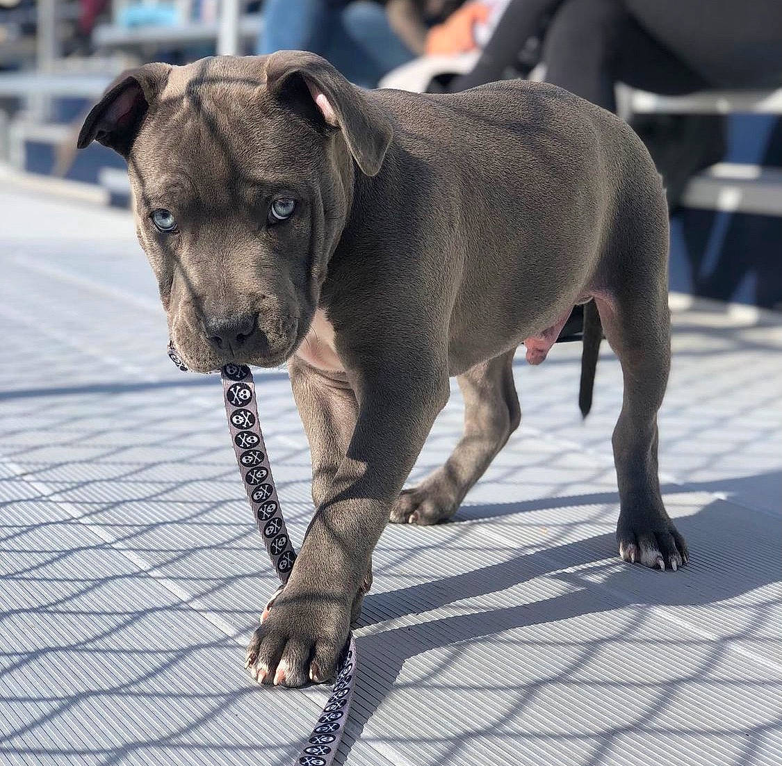 Bronx joined the competition — help win amazing prizes! canidae, carnivore, chair, collar, companion_dog, conformation_show, dog, dog_breed, dog_collar, dog_supply, dog_walking, fashion_accessory, fawn, guard_dog, leash, pet_supply, sporting_group, terrestrial_animal, working_animal, working_dog