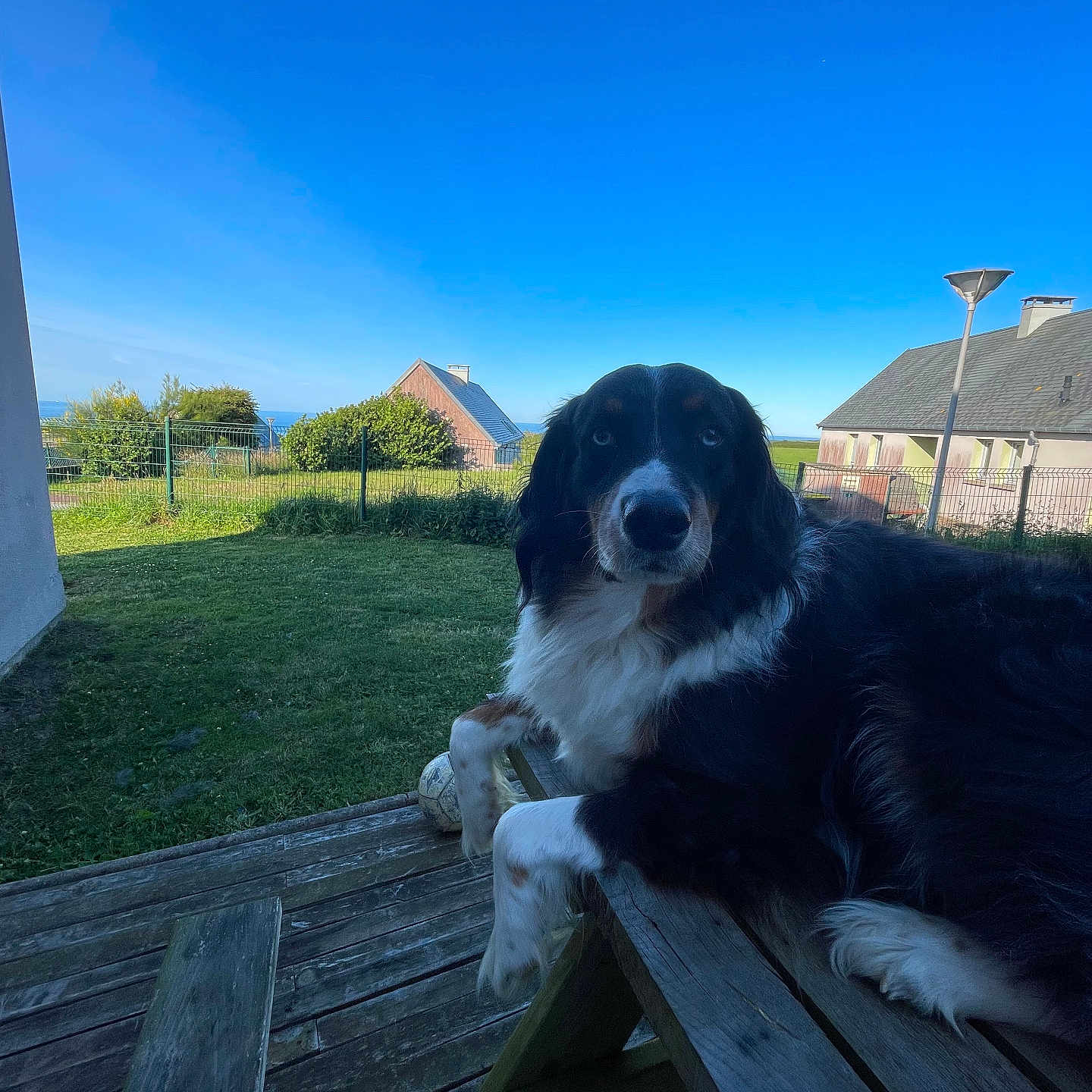 Cenic participe au concours pour gagner de l'argent avec cette photo : animal, backyard, black_and_white, calm, canine, daytime, dog, fence, grass, house, lamp_post, leisure, nature, outdoor, pet, picnic_table, relaxing, sky, soccer_ball, wood