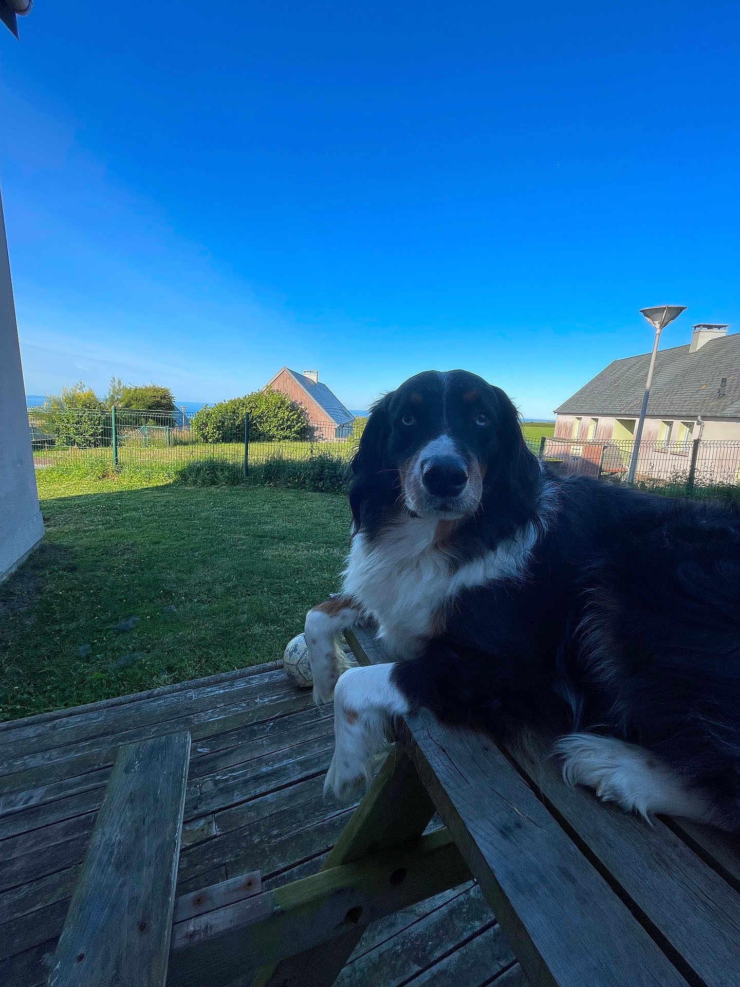 Cenic participe au concours pour gagner de l'argent avec cette photo : animal, backyard, black_and_white, calm, canine, daytime, dog, fence, grass, house, lamp_post, leisure, nature, outdoor, pet, picnic_table, relaxing, sky, soccer_ball, wood