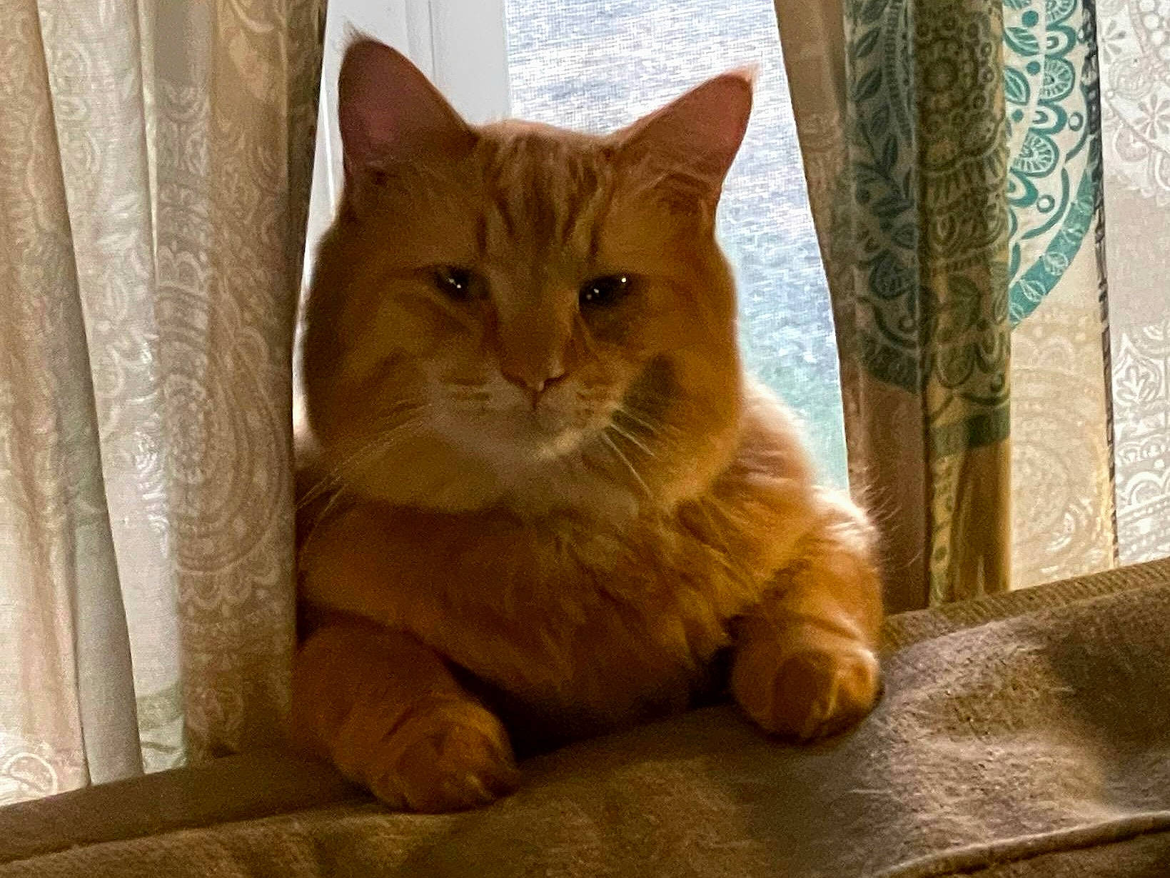 Charlie joined the competition — help win amazing prizes! carnivore, cat, claw, comfort, curtain, domestic_short_haired_cat, fawn, felidae, flooring, fur, hardwood, paw, small_to_medium_sized_cats, snout, tail, terrestrial_animal, varnish, whiskers, window, wood