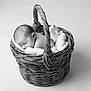 Cléo a rejoint le concours — aidez-le/la à gagner de superbes lots ! baby, newborn, sleeping, basket, blanket, black_and_white, portrait, infant, peaceful, cozy, soft, cute, resting, woven_basket, studio, monochrome, child, head, face, sleep
