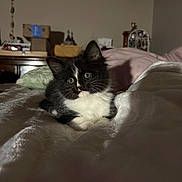 Boots joined the competition — help win amazing prizes! cat, kitten, black_and_white, tuxedo_cat, fluffy, fur, blue_eyes, pet, animal, bed, blanket, pillow, bedroom, indoors, sitting, portrait, close_up, cute, cozy, home