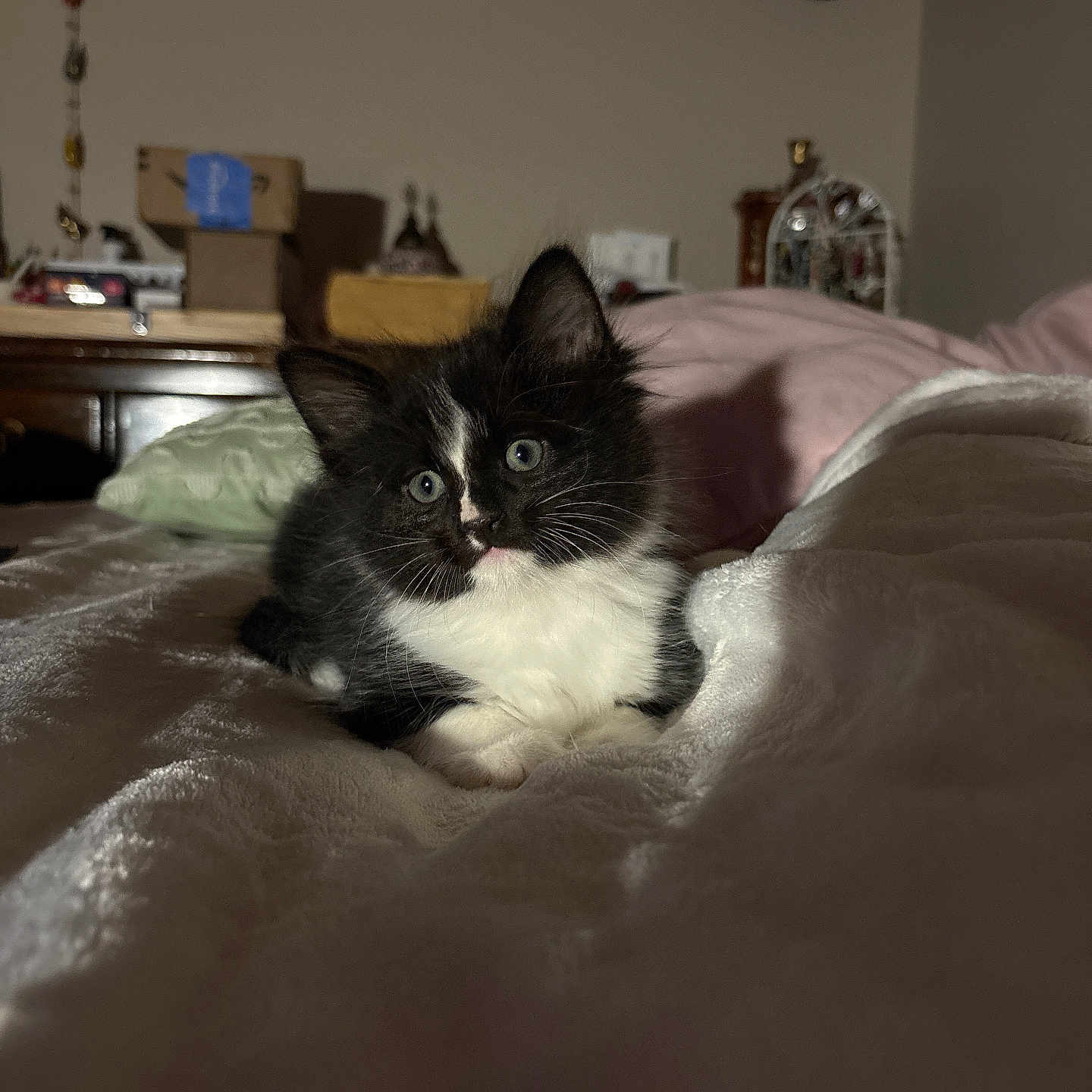 Boots joined the competition — help win amazing prizes! cat, kitten, black_and_white, tuxedo_cat, fluffy, fur, blue_eyes, pet, animal, bed, blanket, pillow, bedroom, indoors, sitting, portrait, close_up, cute, cozy, home