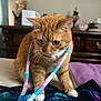 Nala is registered to the contest to win money with this photo: animal, bed, bedroom, blanket, cat, closeup, colorful, curious, domestic_cat, fabric, furniture, indoor, orange_tabby, pet, playful, purple, striped, whiskers, white_paws, wooden_dresser