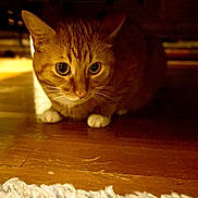 Nala is registered to the contest to win money with this photo: animal, cat, closeup, cozy, crouching, curious, domestic_cat, feline, flooring, focused_eyes, fur, indoor, orange_tabby, paws, pet, playful, warm_lighting, whiskers, white_paws, wooden_floor