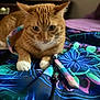 Nala joined the competition — help win amazing prizes! animal, blurred_background, cat, closeup, colorful, companion, curious, domestic, ears, fabric, feline, floral_pattern, focused, indoor, orange_tabby, pet, resting, soft_light, whiskers, white_paws