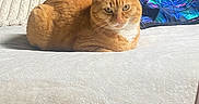 Nala joined the competition — help win amazing prizes! cat, orange_cat, ginger_cat, pet, animal, feline, whiskers, ears, eyes, fur, striped_fur, white_chest, lying_down, bed, bedspread, blanket, bedroom, indoor, furniture, portrait