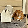 Nala joined the competition — help win amazing prizes! cat, orange_cat, ginger_cat, feline, pet, animal, portrait, sitting, lying_down, white_chest, white_paws, green_eyes, mailbox, porch, wooden_surface, outdoor, house, sunlight, rustic, background