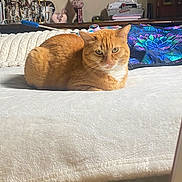 Nala is registered to the contest to win money with this photo: cat, orange_cat, ginger_cat, pet, animal, feline, whiskers, ears, eyes, loafing, sitting, bed, blanket, bedroom, indoor, home, furniture, colorful, portrait, relaxed