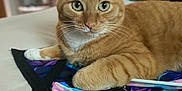 Nala is registered to the contest to win money with this photo: animal, bed, blurred_background, cat, closeup, colorful_fabric, cozy, curious_eyes, domestic, feline, fur, home, indoor, lying_down, orange_tabby, pet, relaxed, soft_light, whiskers, white_paws