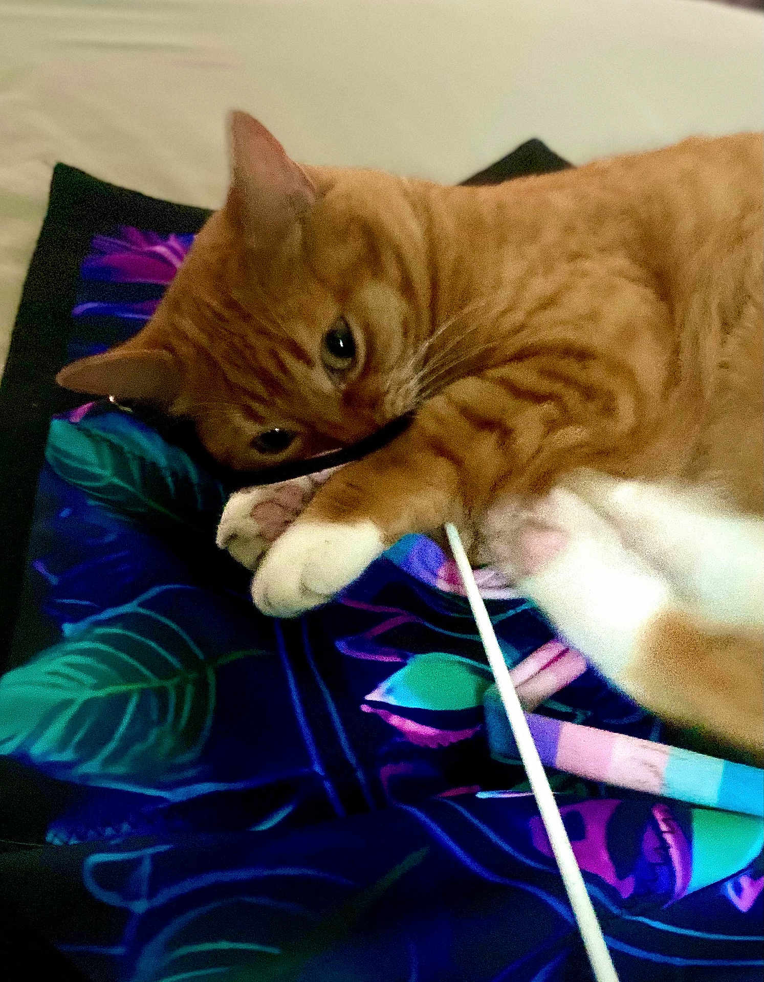 Nala