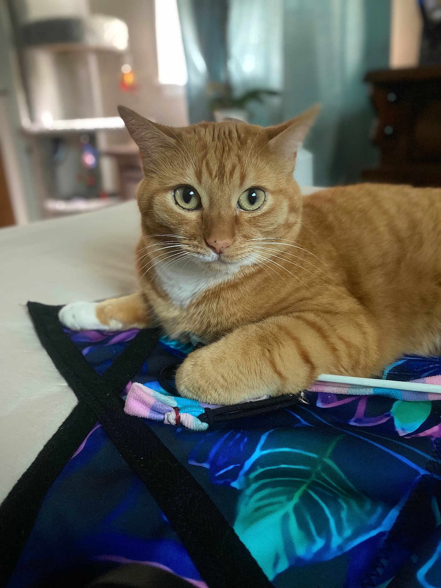Nala