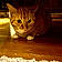 Nala